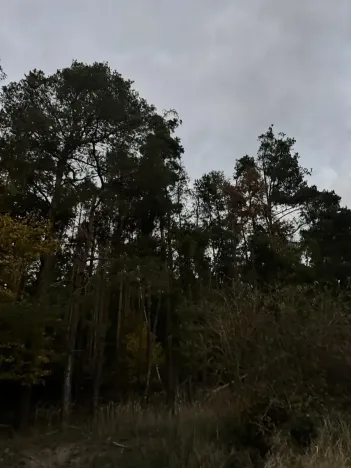 Prodej lesa, Nezdice, 4671 m2