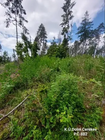 Prodej podílu lesa, Dolní Cerekev, 11817 m2
