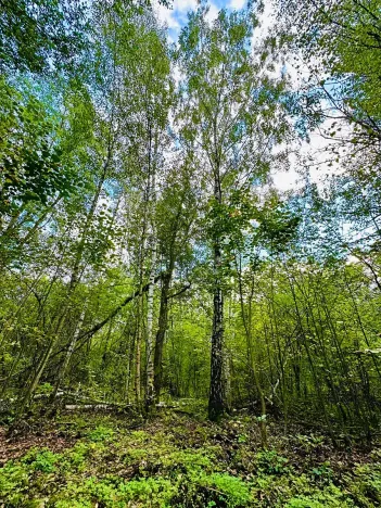 Prodej pozemku pro bydlení, Luštěnice, 9366 m2