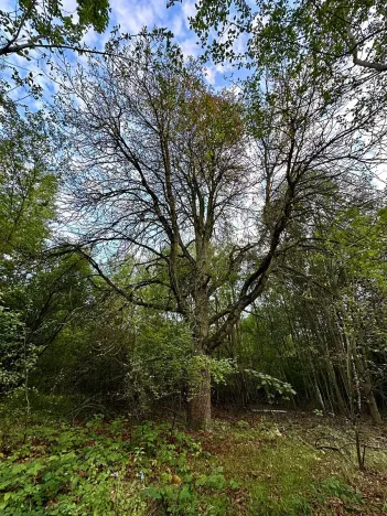 Prodej pozemku pro bydlení, Luštěnice, 9366 m2