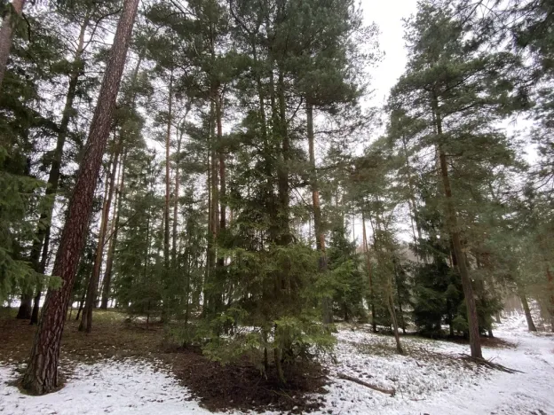 Prodej lesa, Veliny, 4517 m2