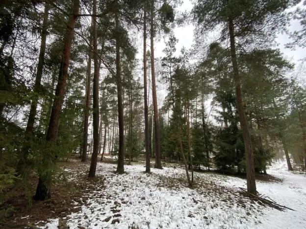 Prodej lesa, Veliny, 4517 m2