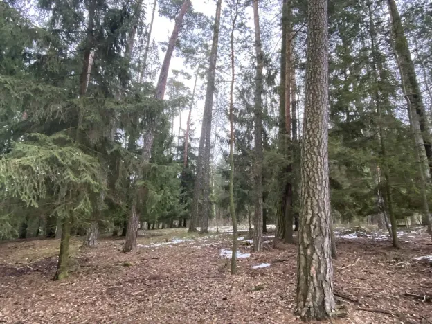 Prodej lesa, Veliny, 4517 m2