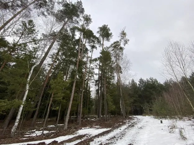 Prodej lesa, Veliny, 4517 m2