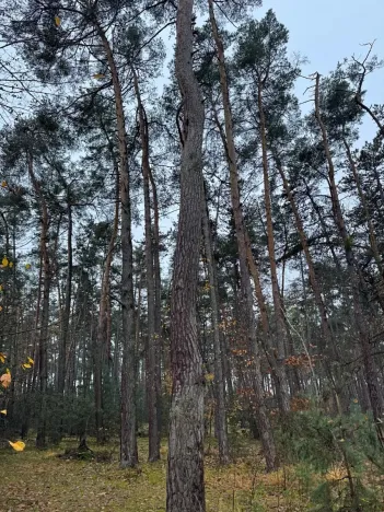 Prodej podílu lesa, Poříčany, 7349 m2