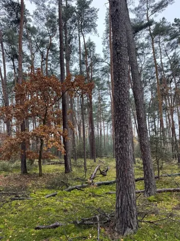 Prodej podílu lesa, Poříčany, 7349 m2