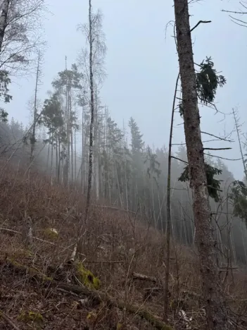 Prodej podílu lesa, Vacov, 23843 m2