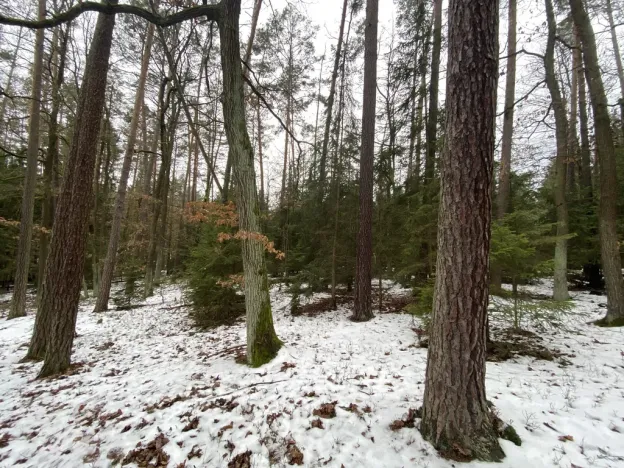 Prodej lesa, Veliny, 16002 m2