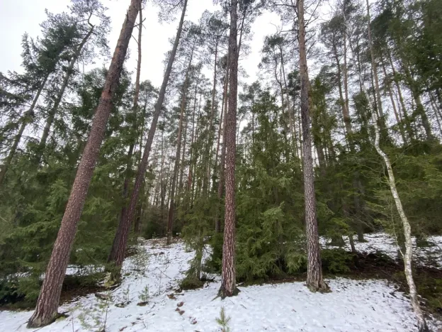 Prodej lesa, Veliny, 16002 m2