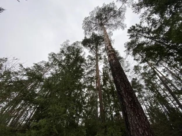 Prodej lesa, Veliny, 16002 m2