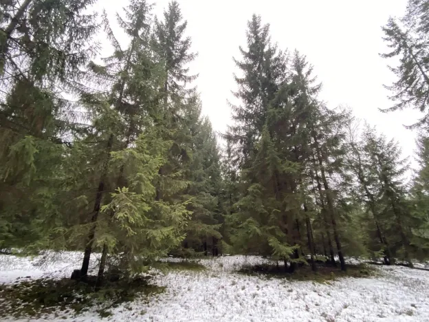 Prodej lesa, Veliny, 16002 m2