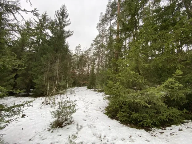 Prodej lesa, Veliny, 16002 m2