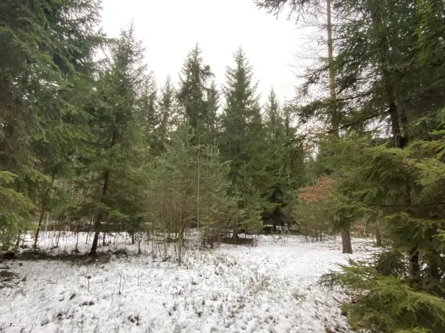 Prodej lesa, Veliny, 16002 m2