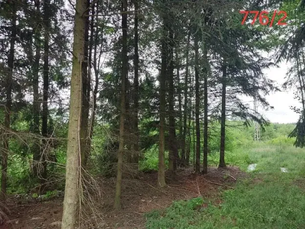 Prodej lesa, Popelín, 2730 m2
