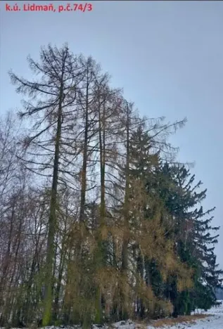 Prodej lesa, Lidmaň, 297 m2