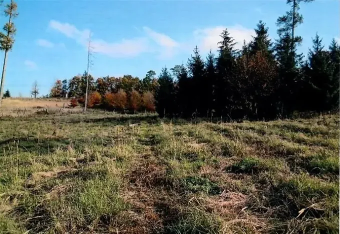 Prodej lesa, Vladislav, 8722 m2