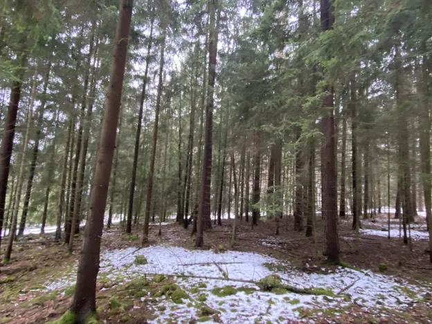 Prodej lesa, Veliny, 4431 m2