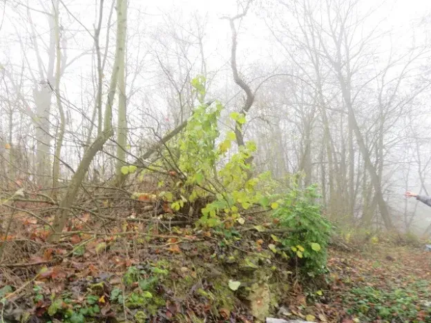 Dražba zahrady, Staré Město, 490 m2