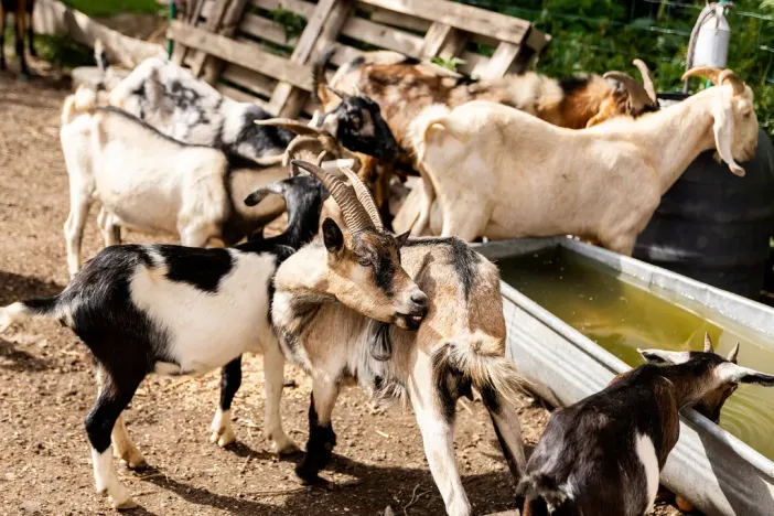Prodej chaty, Litíč, 60 m2