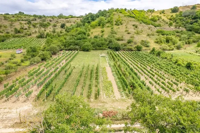 Prodej sadu/vinice, Pouzdřany, 1120 m2