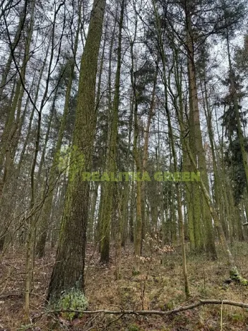 Prodej lesa, Konice, 10385 m2