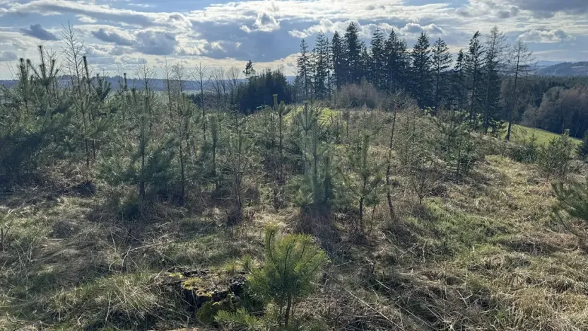 Prodej lesa, Pecka, 35108 m2