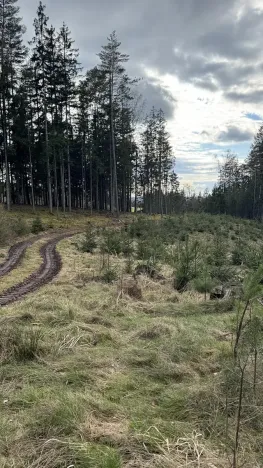 Prodej lesa, Pecka, 35108 m2