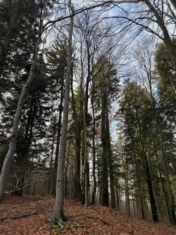 Prodej podílu lesa, Halenkov, 1840 m2