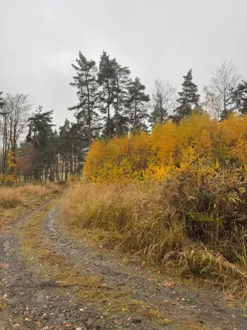 Prodej podílu lesa, Úboč, 4513 m2