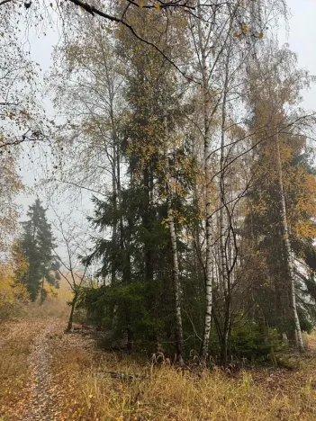 Prodej podílu lesa, Úboč, 4513 m2