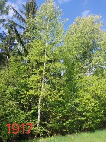 Prodej lesa, Vyskytná, 12390 m2