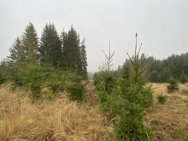 Prodej lesa, Městečko Trnávka - Lázy, 6313 m2