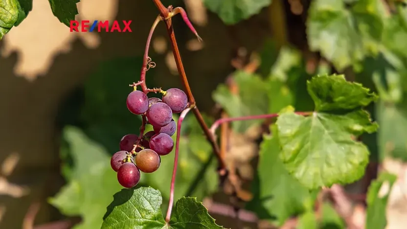 Prodej rodinného domu, Dolní Podluží, 537 m2