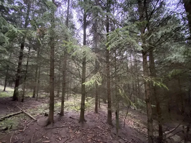 Prodej lesa, Městečko Trnávka - Lázy, 32904 m2