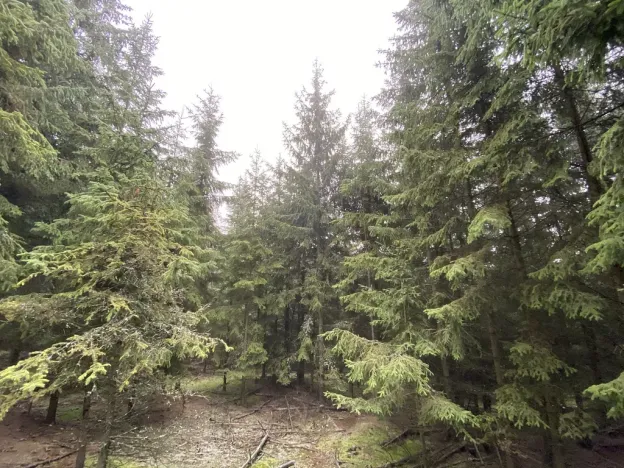 Prodej lesa, Městečko Trnávka - Lázy, 32904 m2