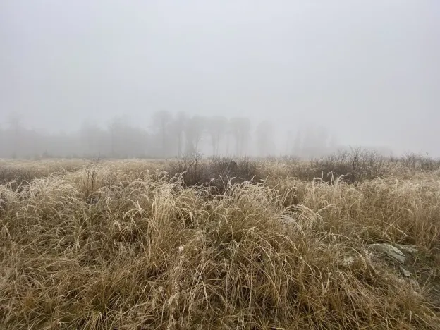 Prodej lesa, Městečko Trnávka - Lázy, 32904 m2