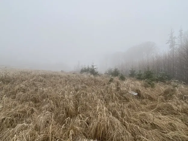 Prodej lesa, Městečko Trnávka - Lázy, 32904 m2