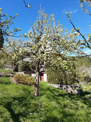 Prodej zahrady, Desná, Sokolská, 775 m2