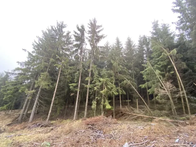 Prodej lesa, Městečko Trnávka - Lázy, 32904 m2