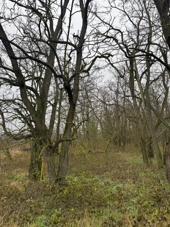 Prodej lesa, Mutěnice, 5100 m2