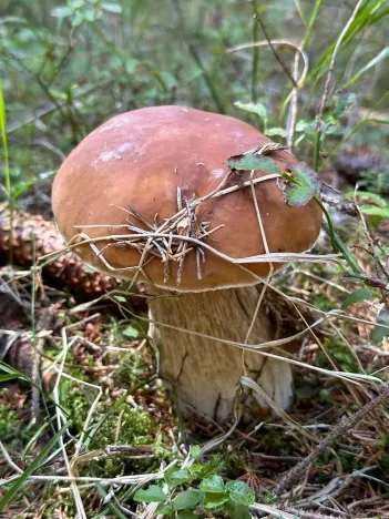 Prodej bytu 3+kk, Janov nad Nisou - Hrabětice, 63 m2