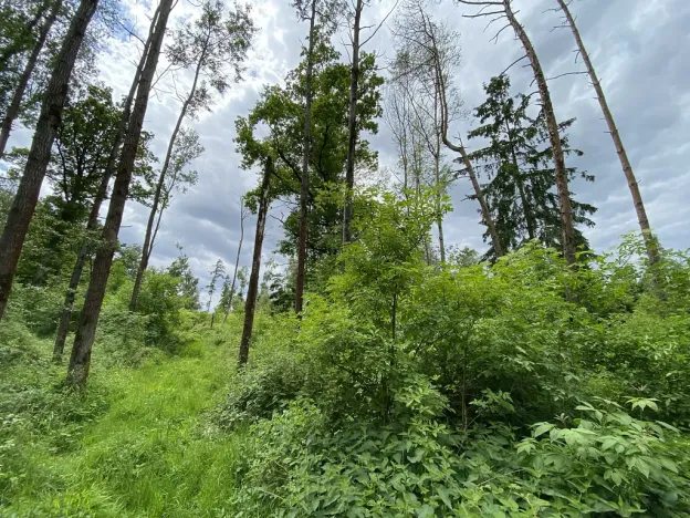 Prodej lesa, Blížejov - Lštění, 4481 m2