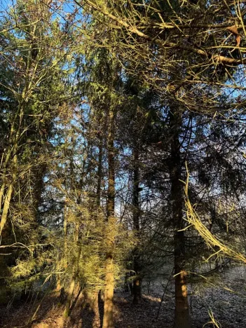 Prodej lesa, Poleň, 11901 m2