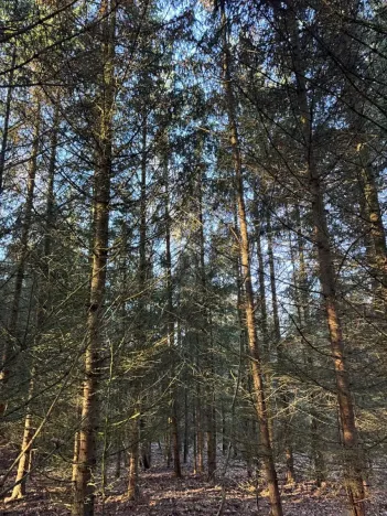 Prodej lesa, Poleň, 11901 m2