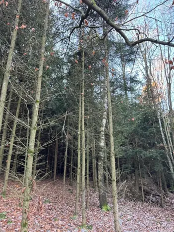 Prodej lesa, Poleň, 11901 m2