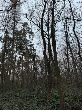 Prodej lesa, Týnec nad Labem, 7079 m2