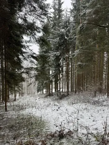 Prodej lesa, Velké Losiny, 7690 m2