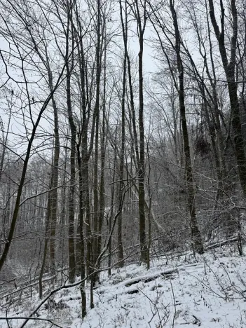 Prodej lesa, Velké Losiny, 7690 m2