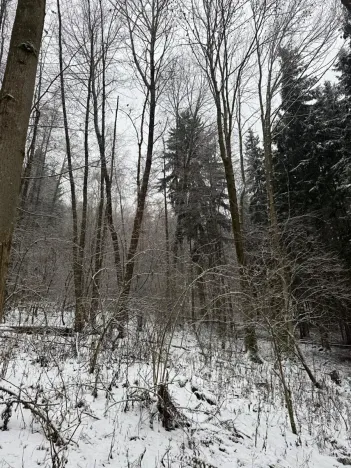 Prodej lesa, Velké Losiny, 7690 m2