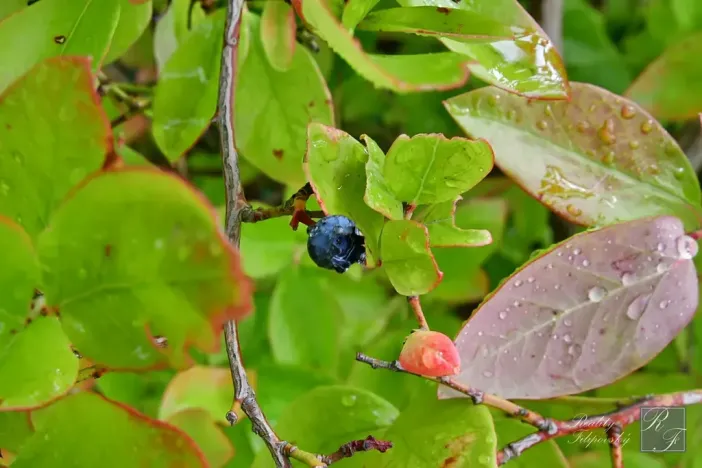 Prodej zahrady, Chlumec, 467 m2